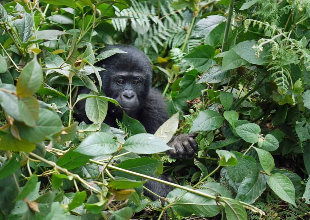 gorilla, infant, mountain gorilla-1386501.jpg