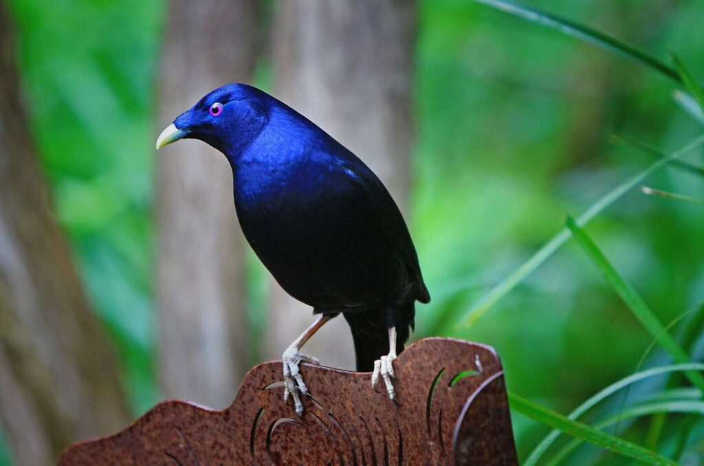 satin bowerbird, ptilonorhynchus violaceus, australian