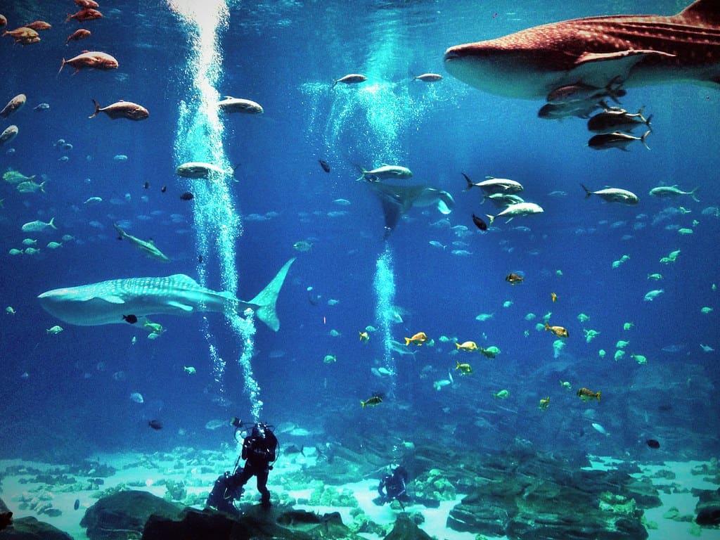  Georgia Aquarium