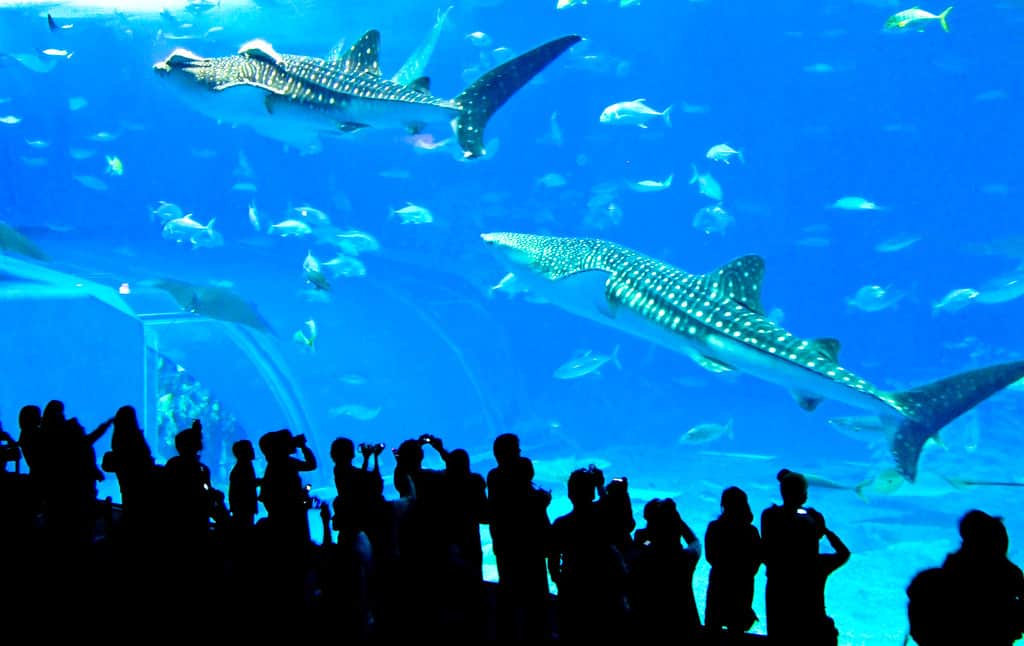 Okinawa Churaumi Aquarium