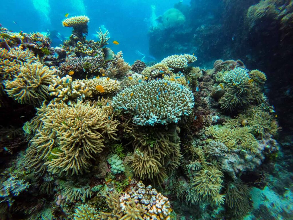 Great Barrier Reef, Australia