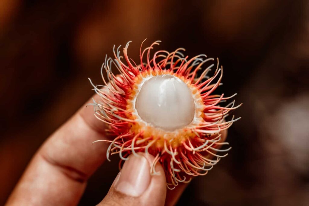 Rambutan