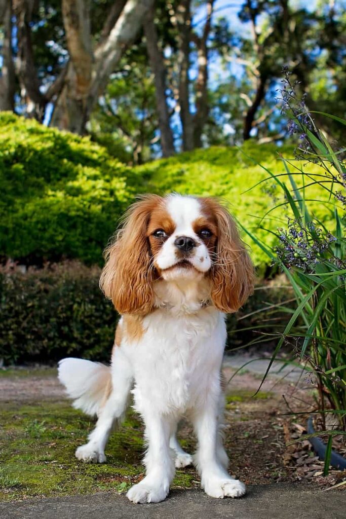 Cavalier King Charles Spaniel