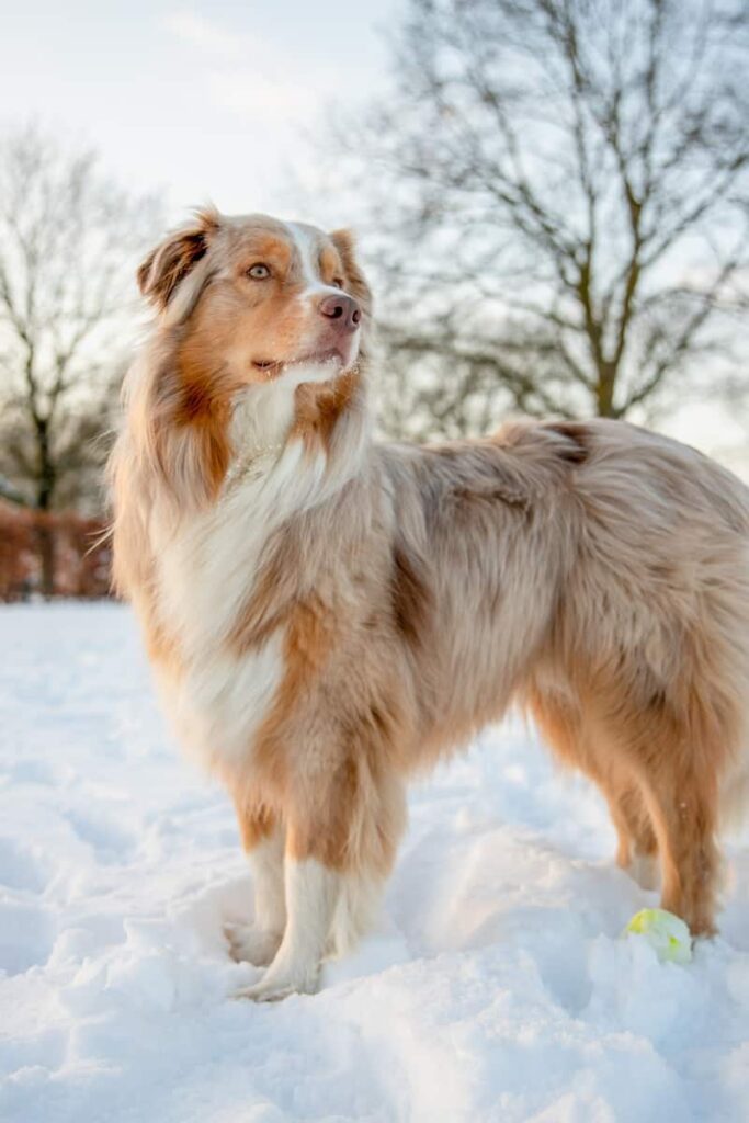 Australian Shepherd