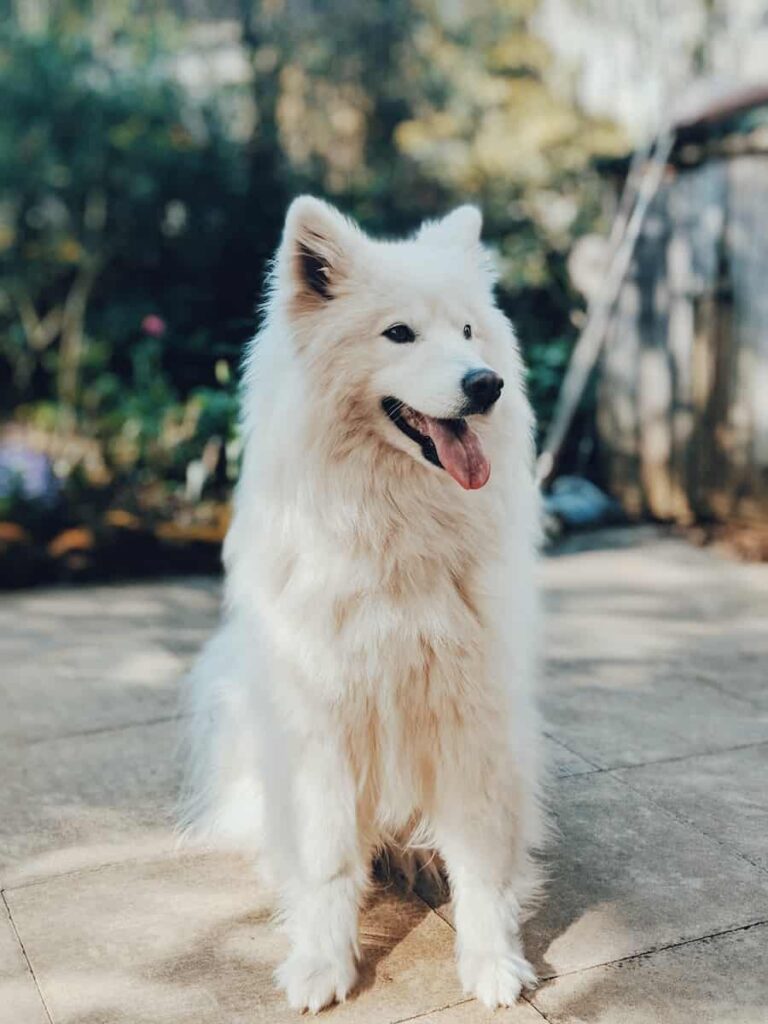 Samoyed