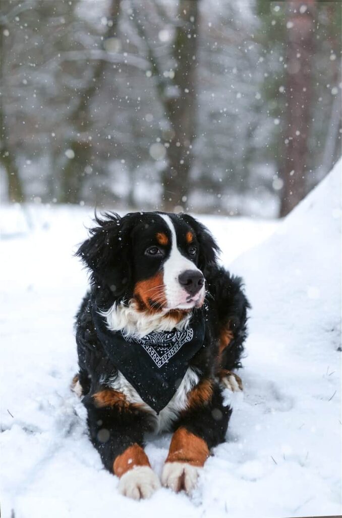 Bernese Mountain Dog