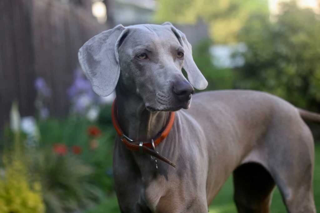 Great Dane